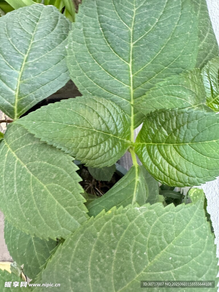 嫩綠舒展的植物葉片