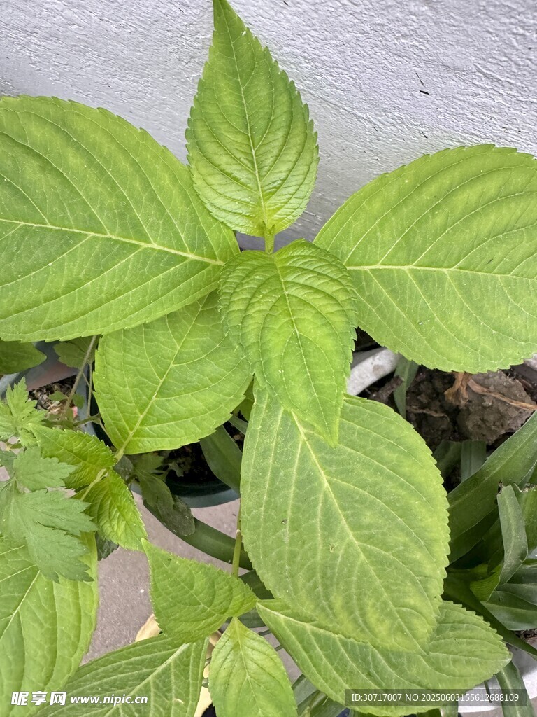 嫩綠葉片生機(jī)勃勃的植物