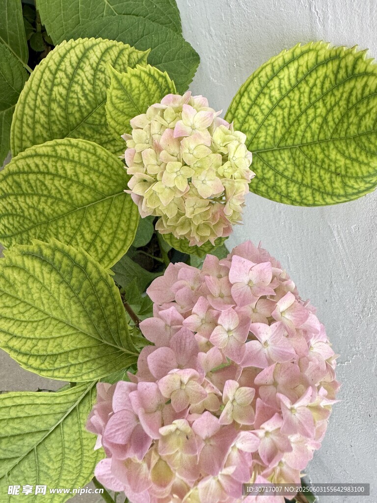 粉色繡球花與綠葉特寫