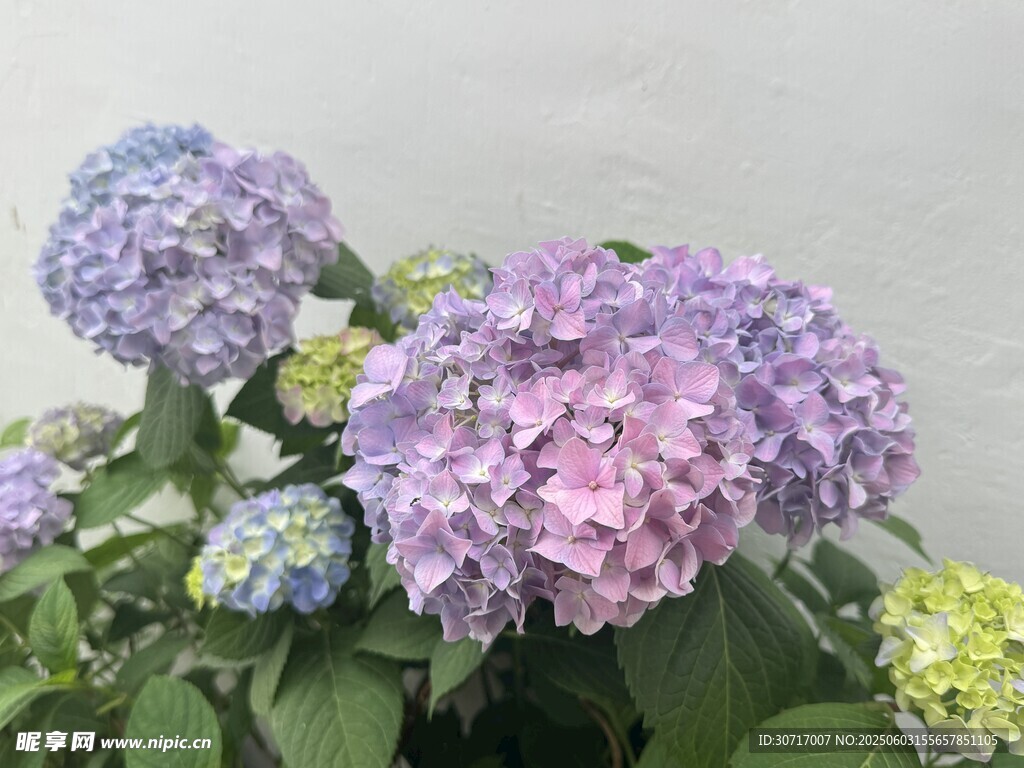 美麗繡球花綻放