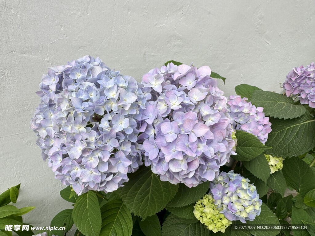 夢幻紫繡球花綻放