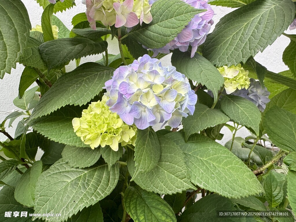多彩繡球花
