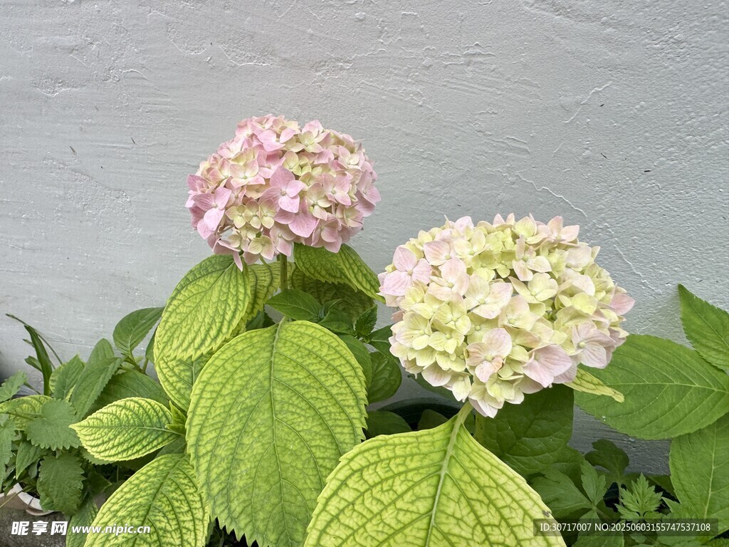 兩朵繡球花