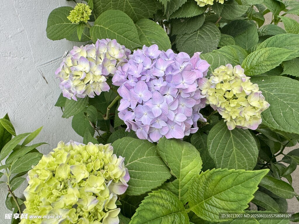 無盡夏繡球花