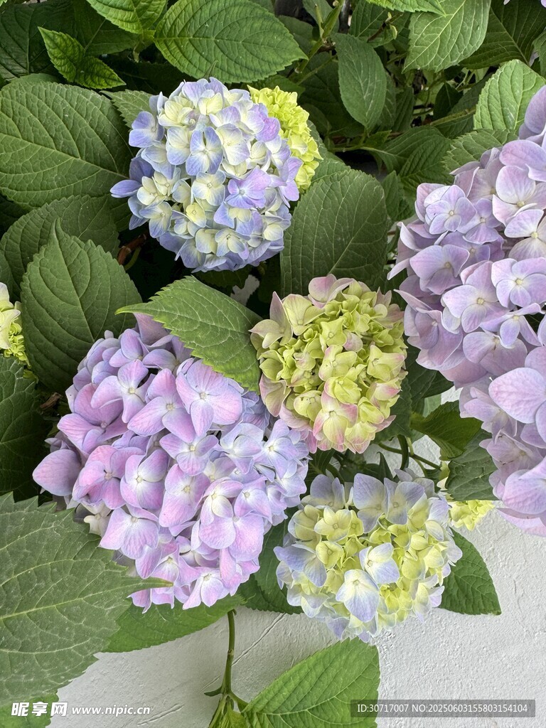無盡夏繡球花