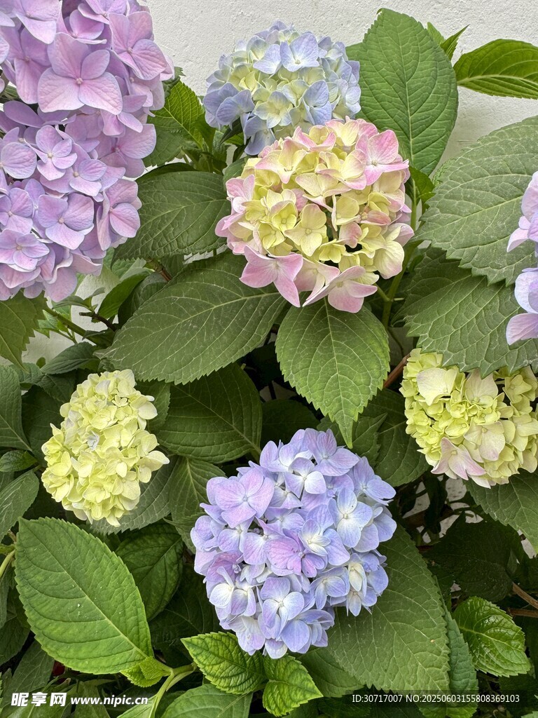 多彩繡球花綻放