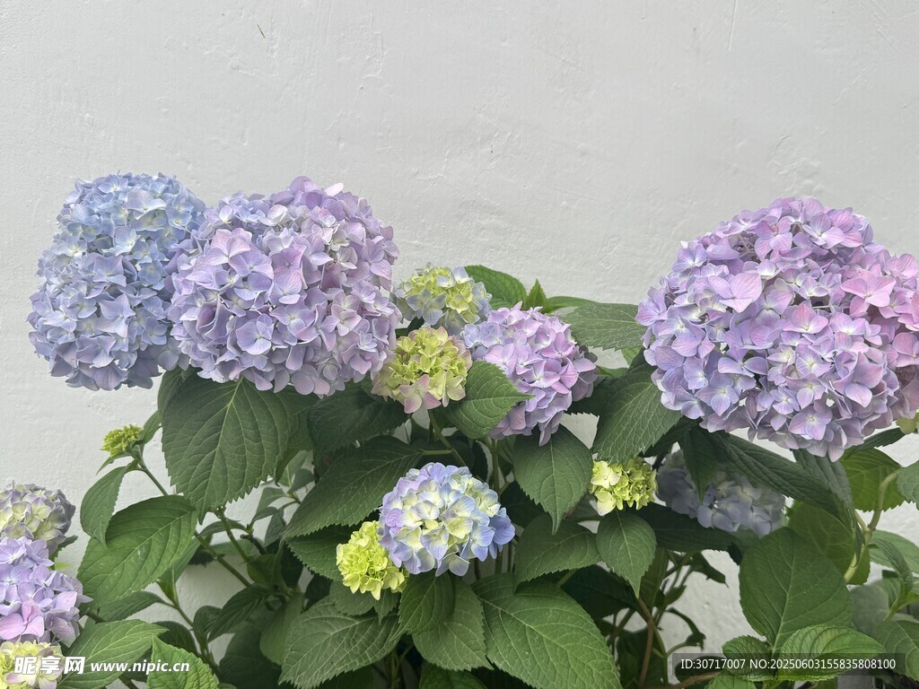 美麗繡球花綻放