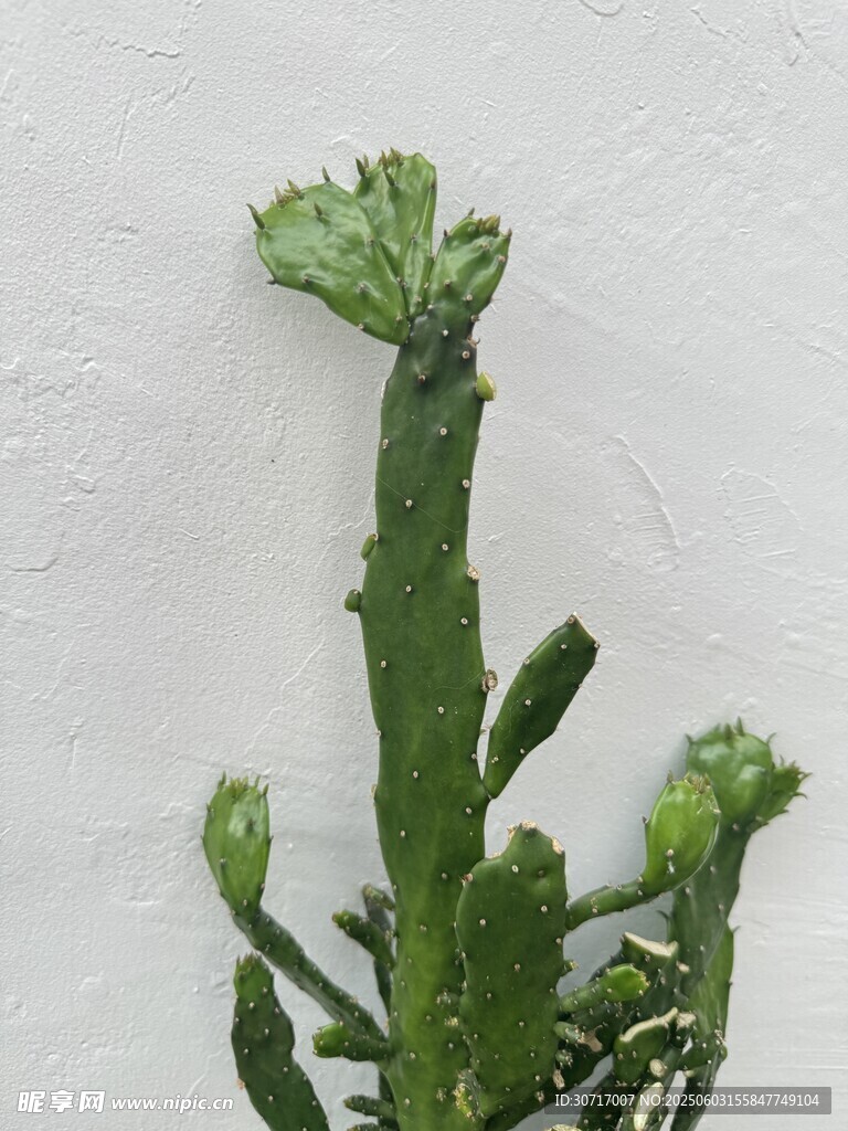 翠綠仙人掌