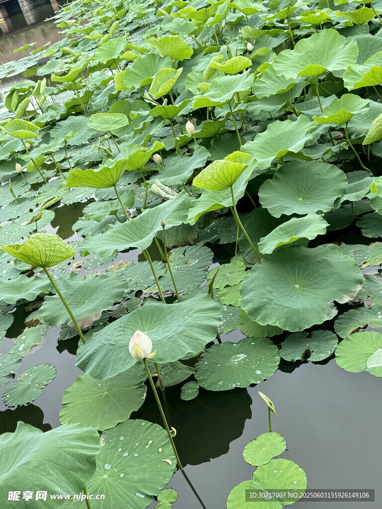 池塘中的大片荷葉
