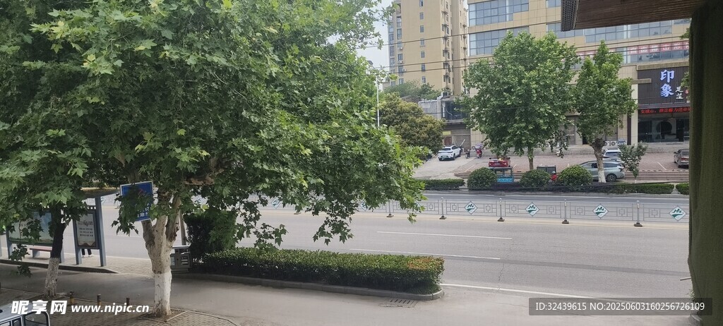 城市街道旁的綠樹景觀