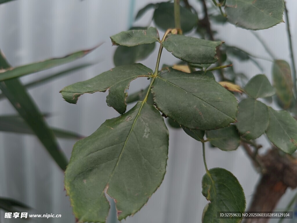 植物