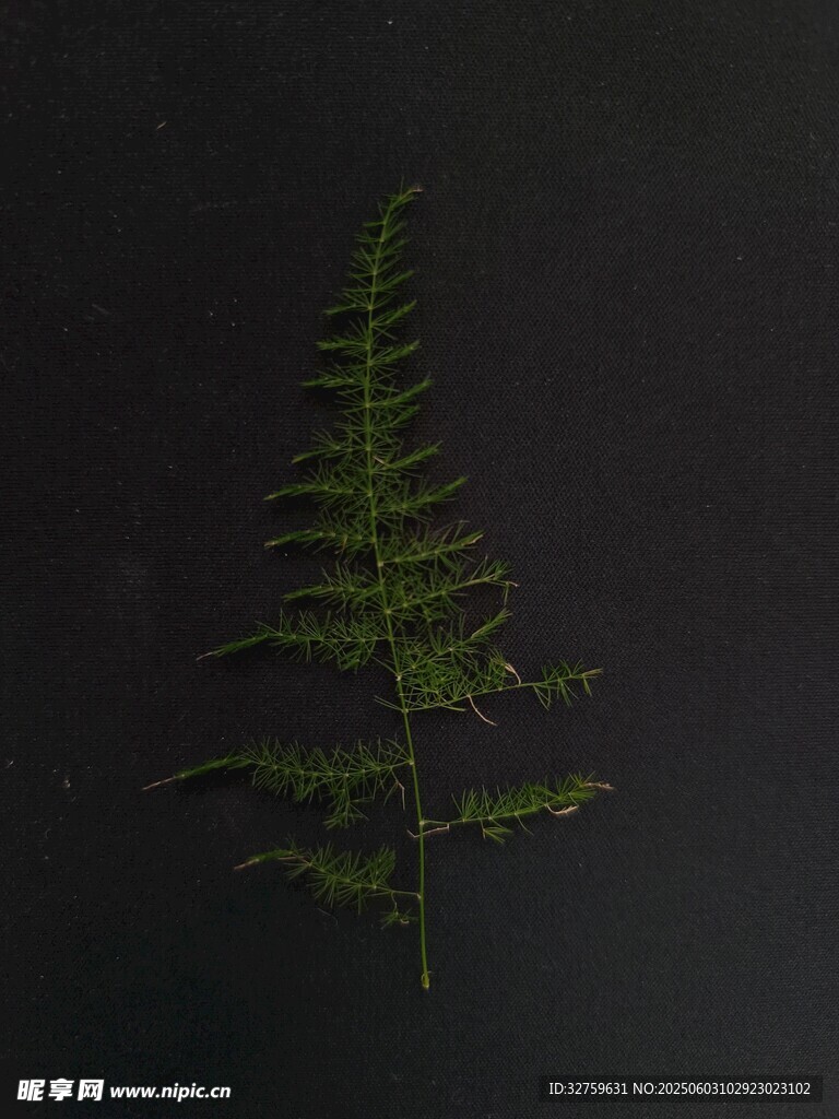 蕨類