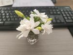 梔子花
