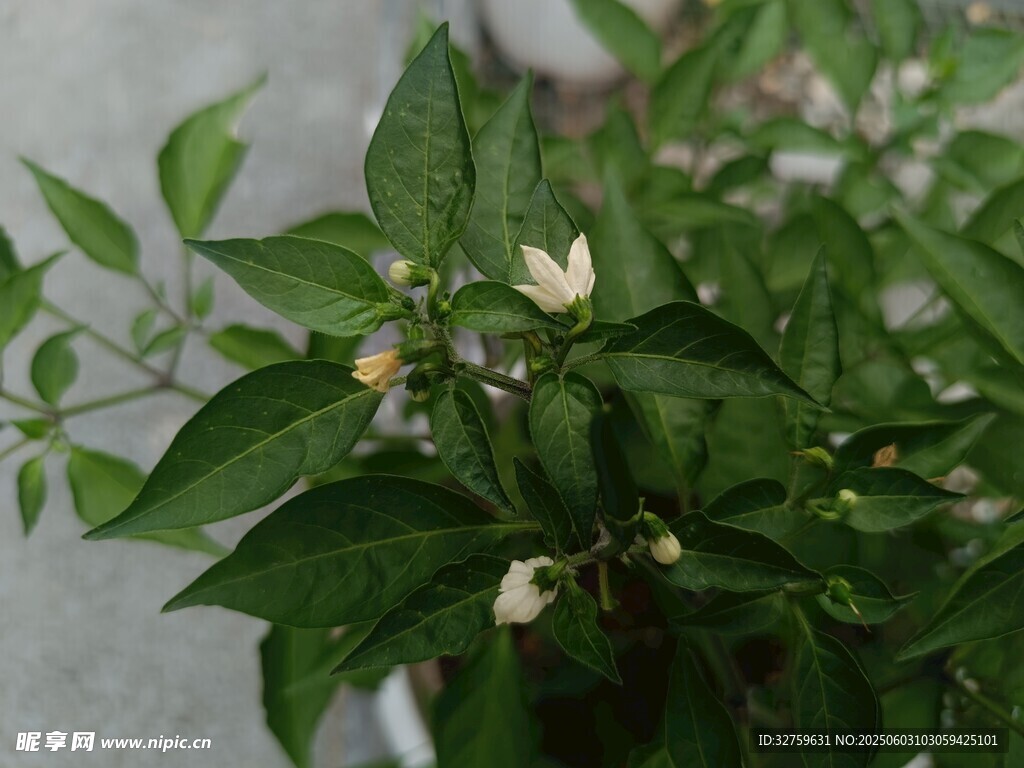 辣椒
