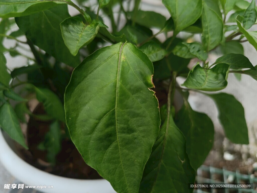 青椒葉