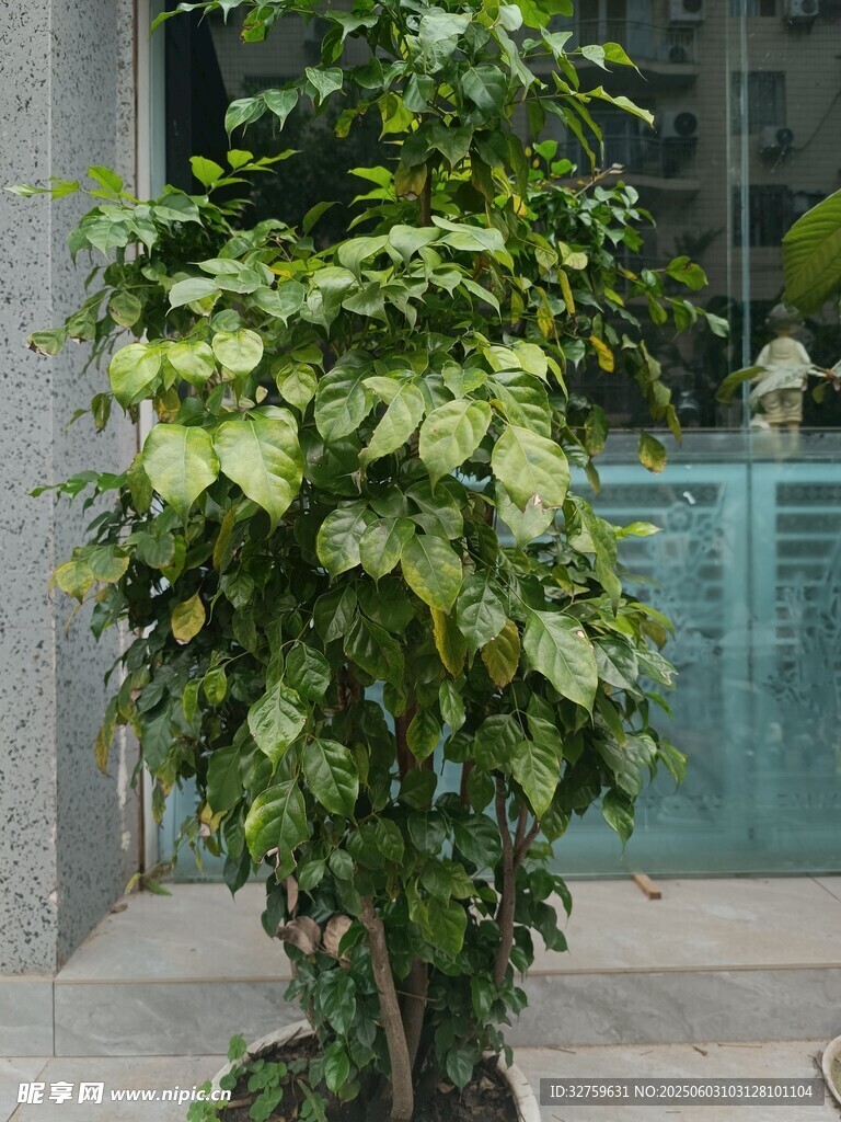 盆栽