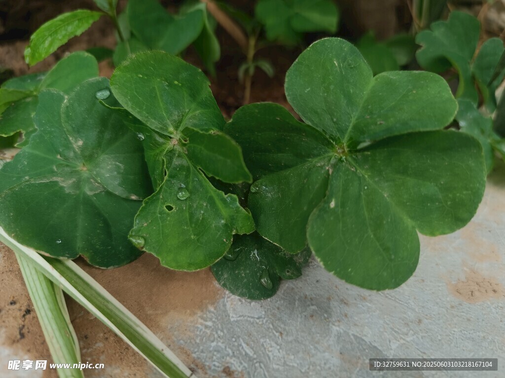 三葉草