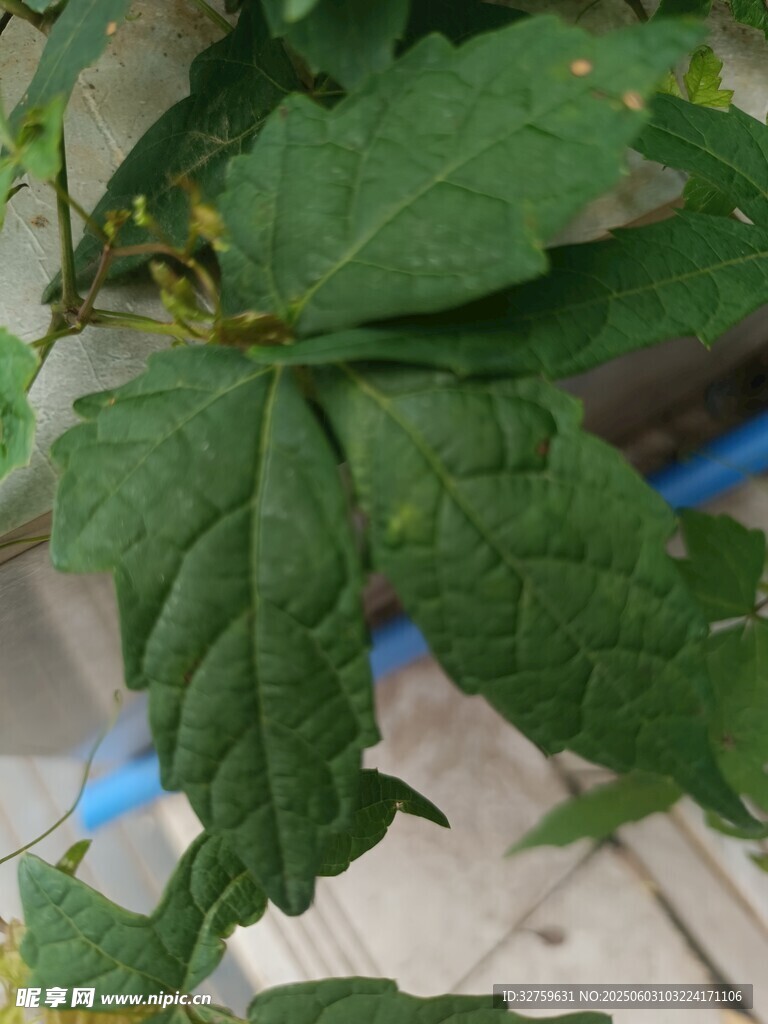 綠葉