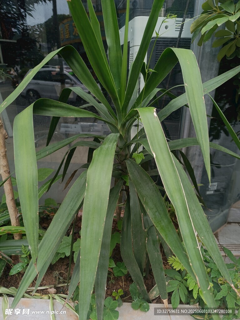 劍葉