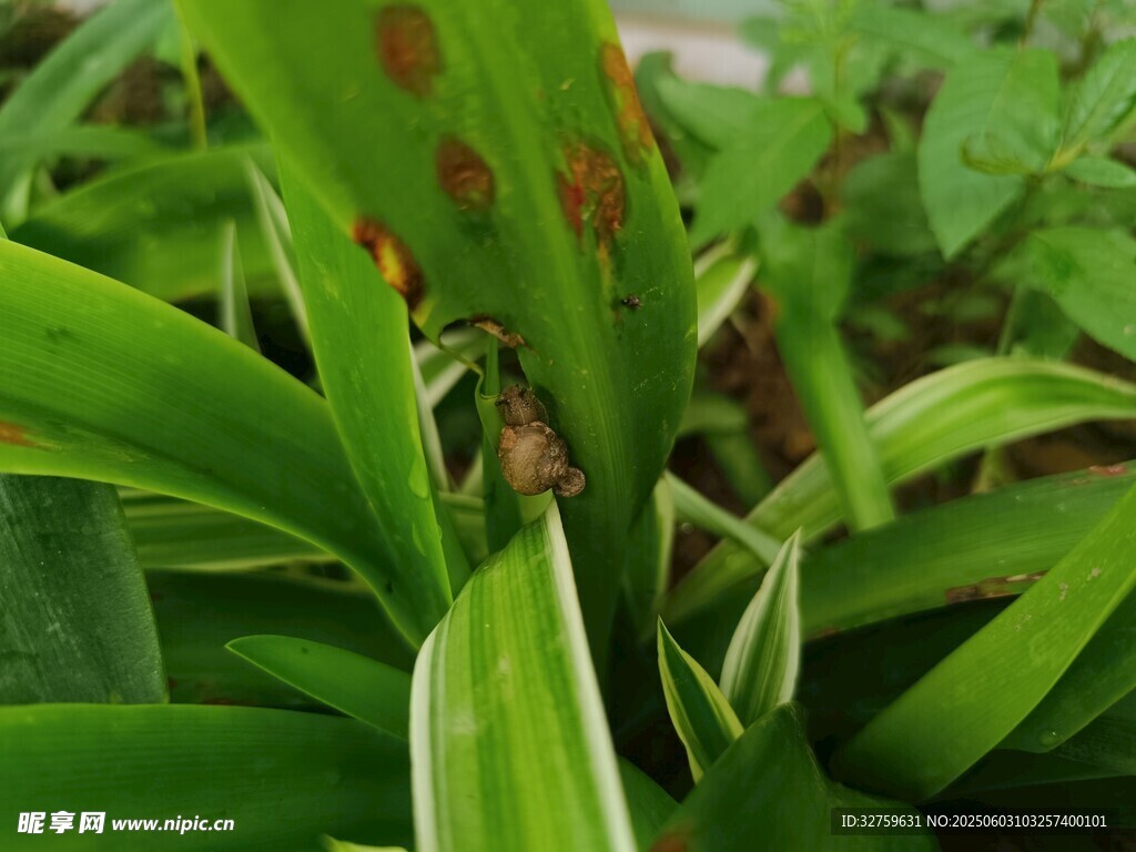 葉片