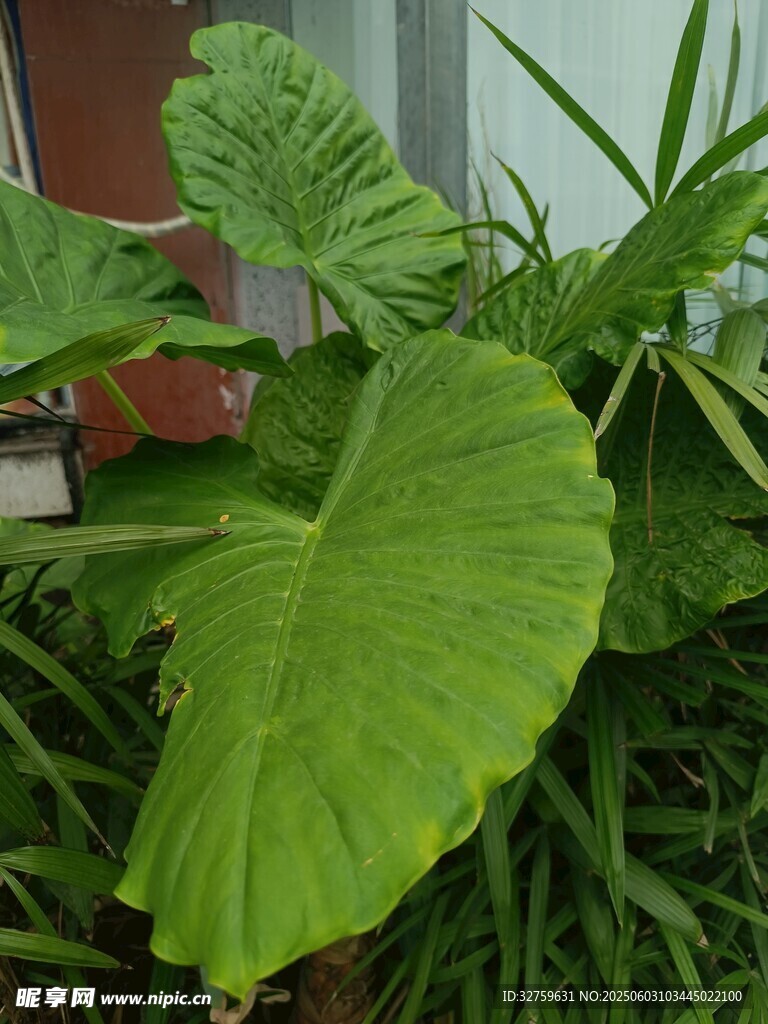 大葉