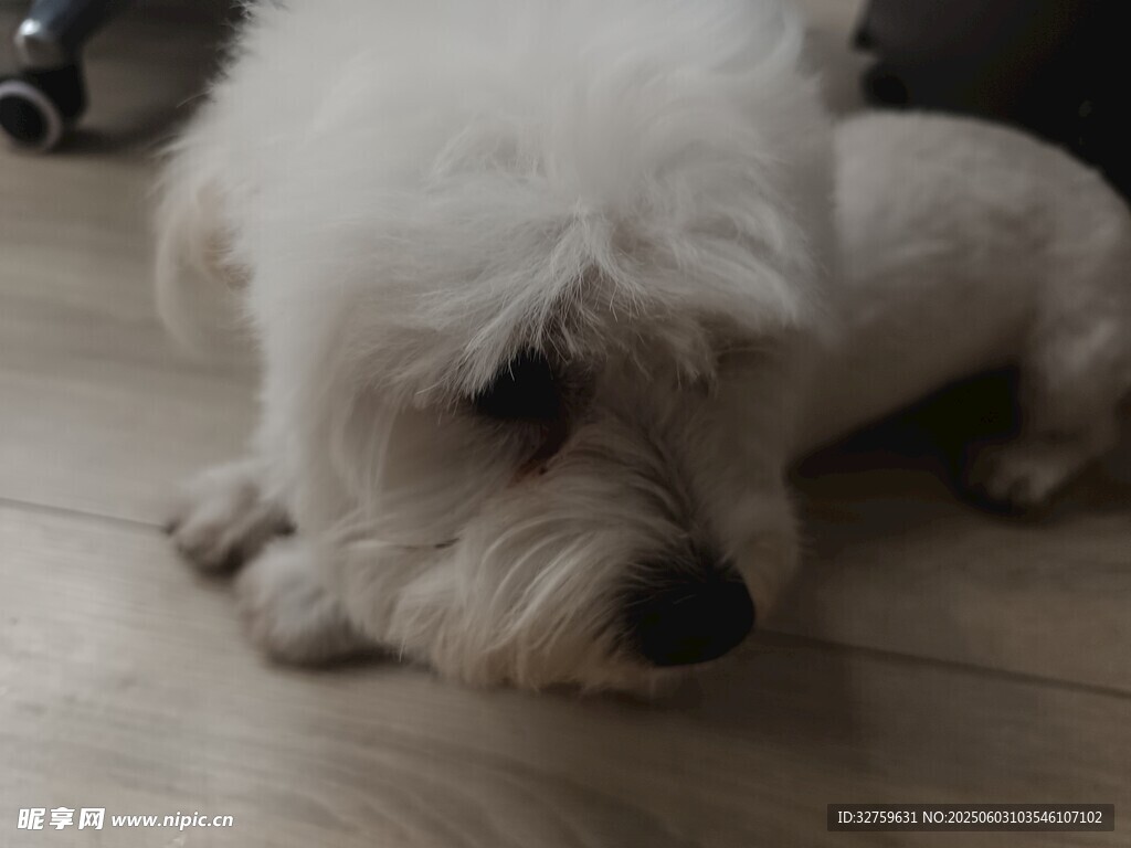 狗