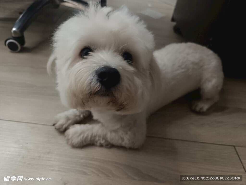 狗