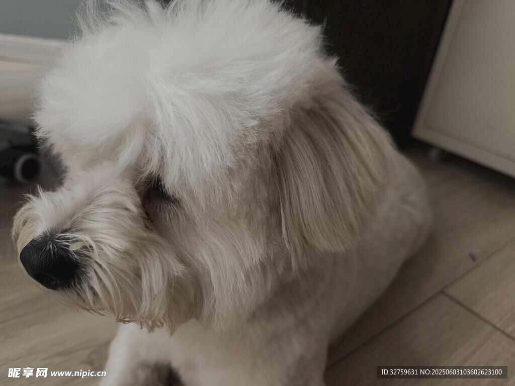 狗