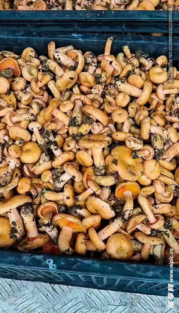樅樹菌