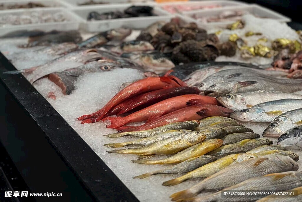 多樣鮮魚陳列展示