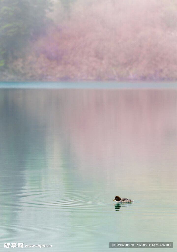 湖面孤鴨伴粉黛春色