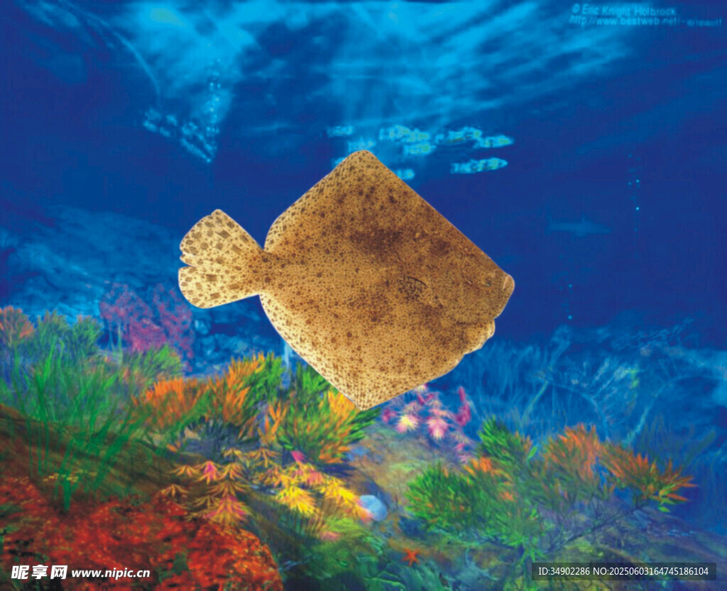 海底游動的黃褐色扁形魚
