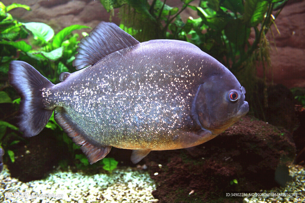 水族館中的銀灰色食人魚