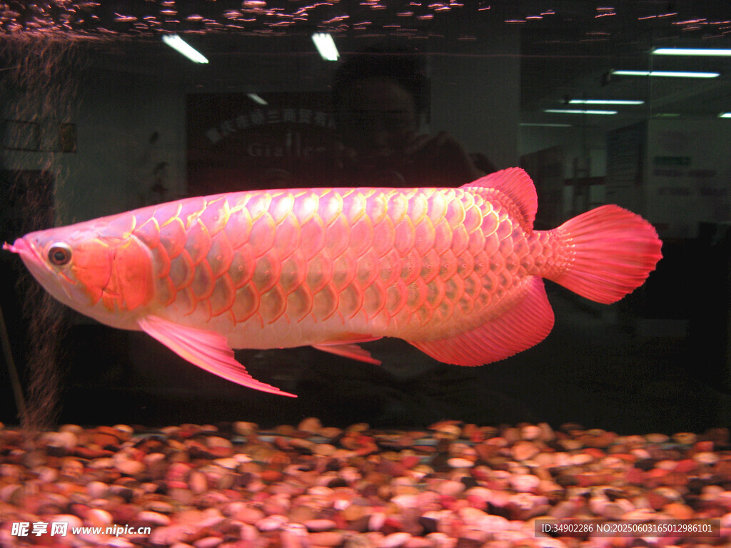 水中紅金龍魚優(yōu)雅游動