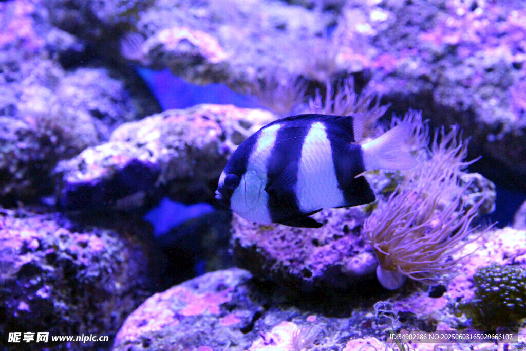 海底小丑魚與海葵景觀