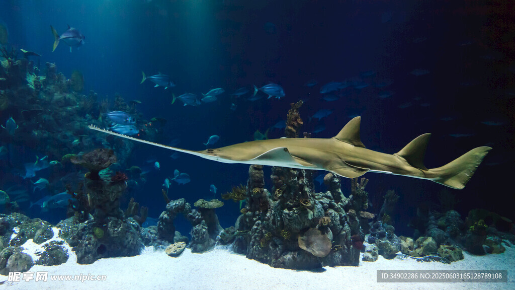 水族館中的尖嘴黃褐鯊魚