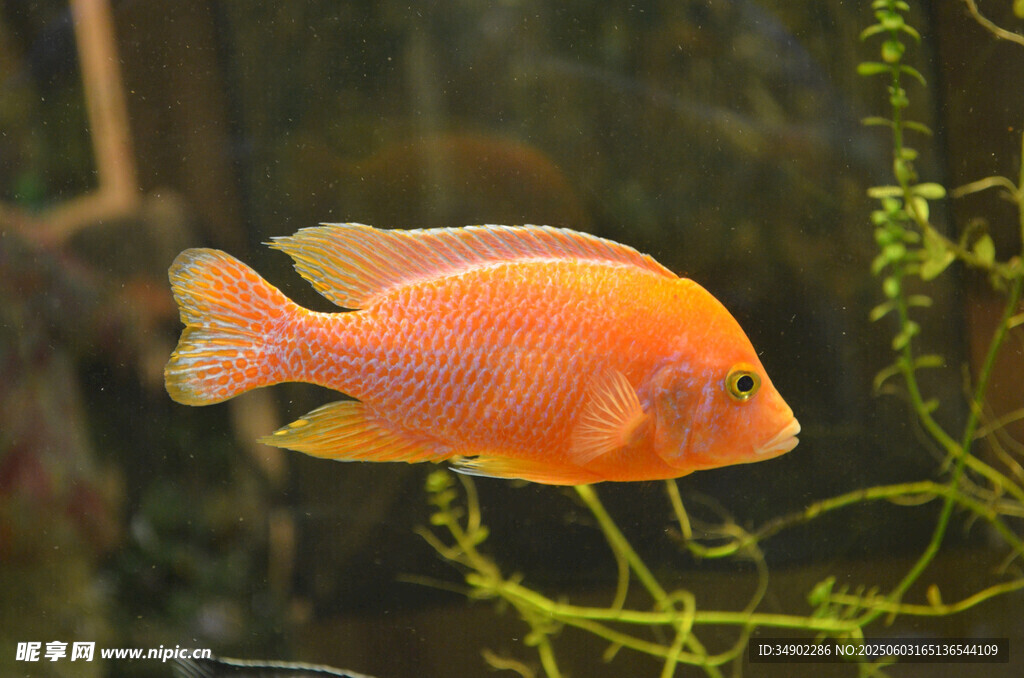 橙紅色觀賞魚游于水草間
