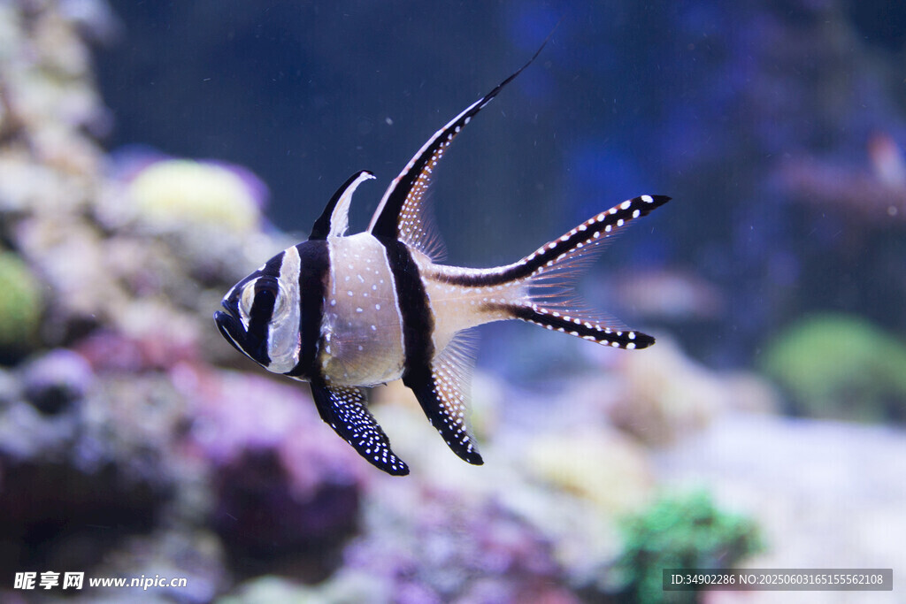 優(yōu)雅游動的條紋海水觀賞魚