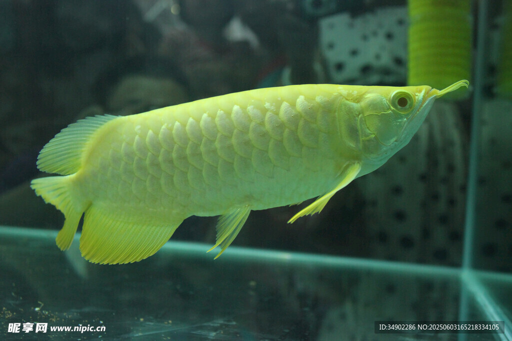 金黃龍魚游弋于水族箱中