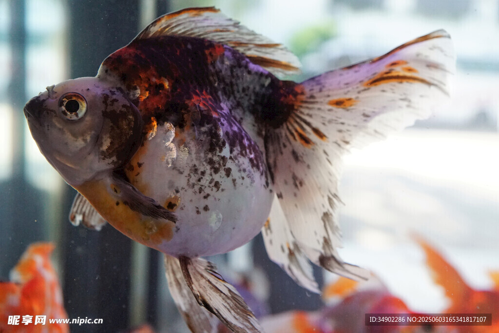 多彩金魚特寫