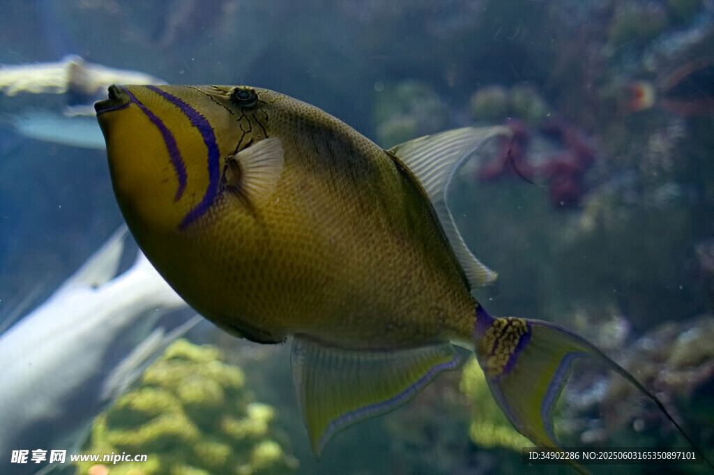 水族館中的美麗熱帶魚