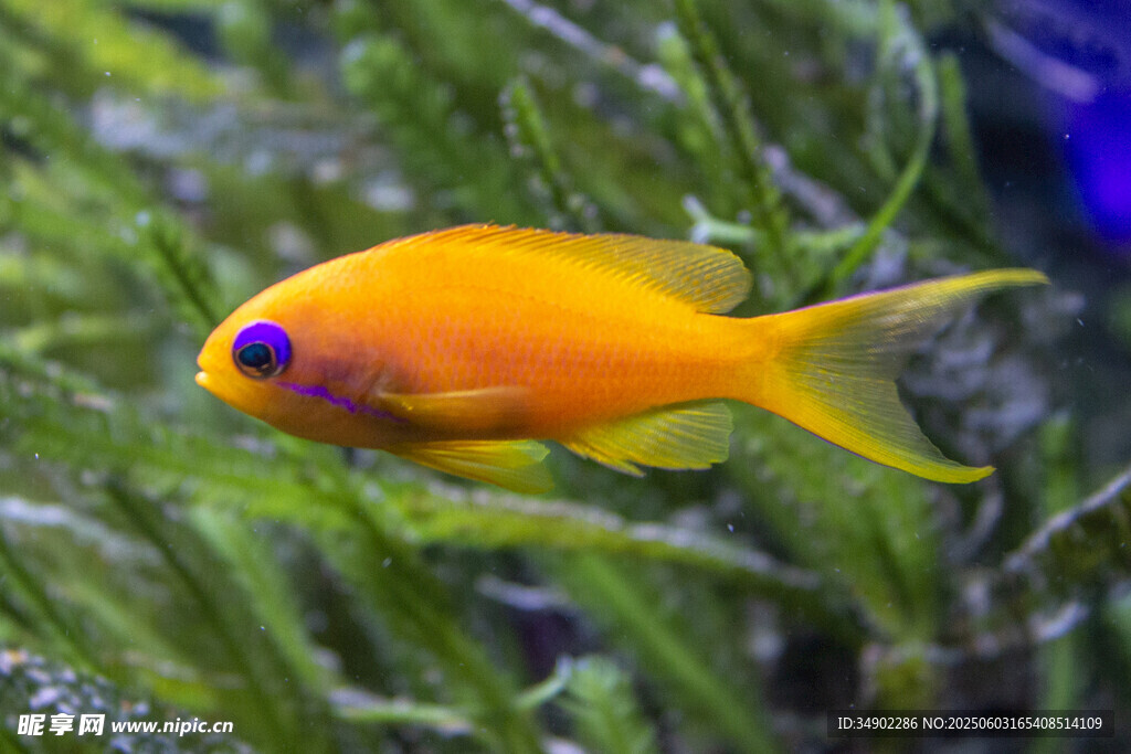 金黃小魚悠游于水草間