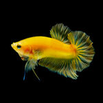 金黃絢麗的美麗斗魚