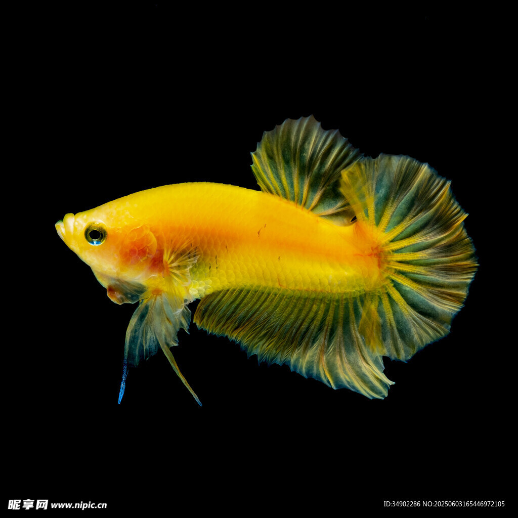 金黃絢麗的美麗斗魚