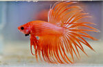 艷麗紅斗魚 飄逸魚鰭之美