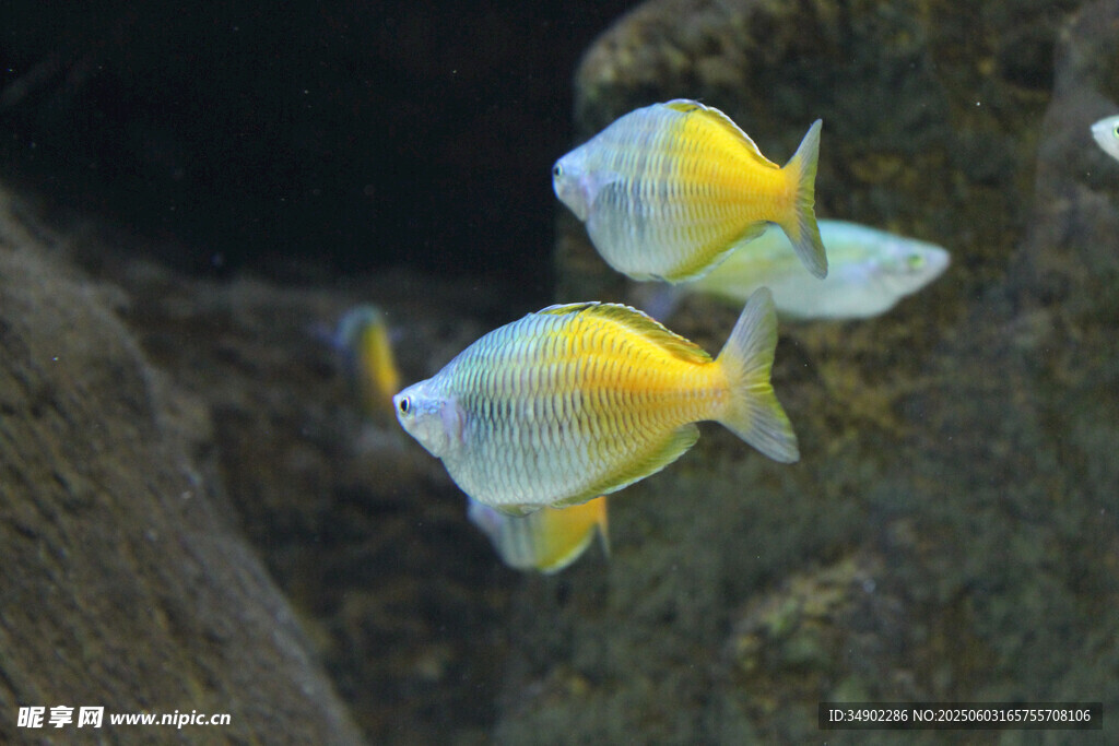兩條色彩鮮艷的熱帶小魚