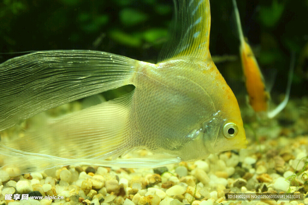 透明神仙魚在沙石間游動