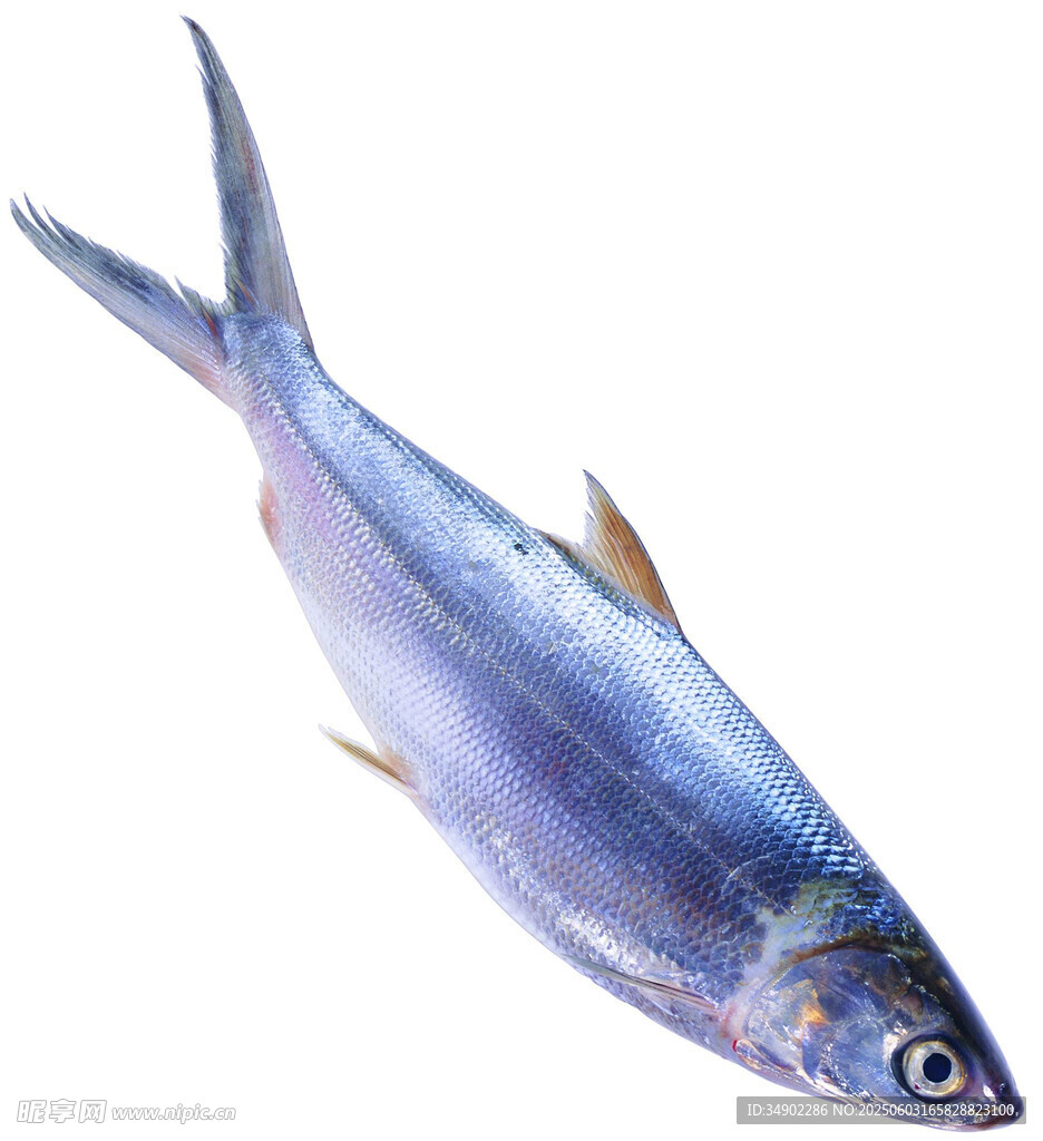 藍(lán)色小魚特寫
