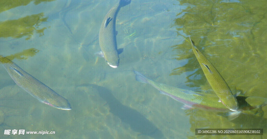 水中游魚