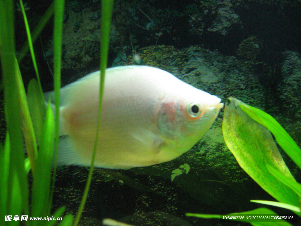 白魚啃食綠葉的清新瞬間